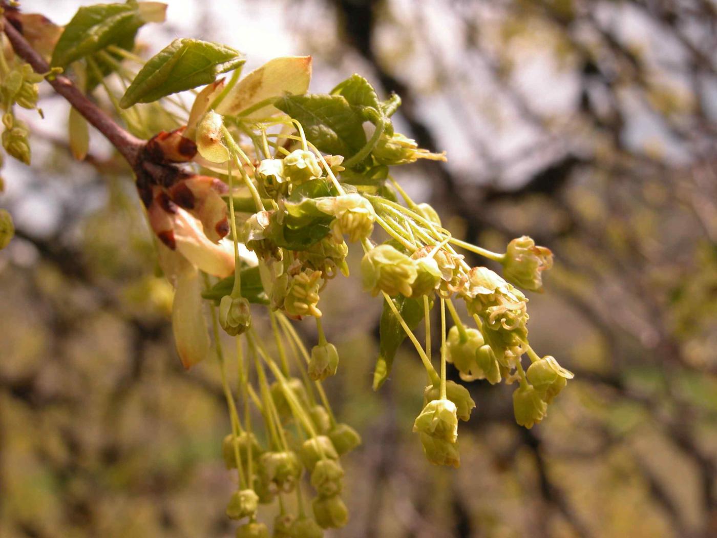 Maple, Italian flower